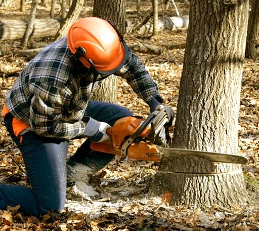 Tree Removal in Rye Beach, NH